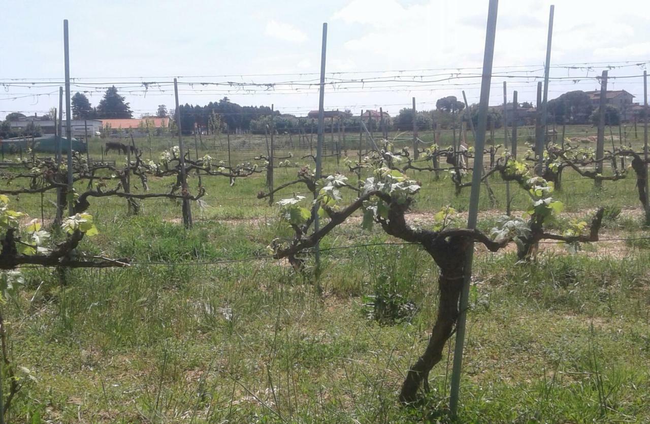 Podere Alberello توريتا دي سيينا المظهر الخارجي الصورة